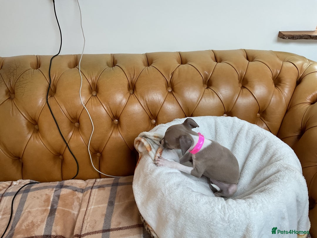 Italian Greyhound dogs for sale: Gorgeous Italian greyhound puppies  - Image 3