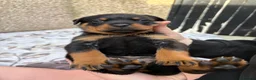 Rottweiler dogs for sale: Rottweiler puppies  - Advert 17