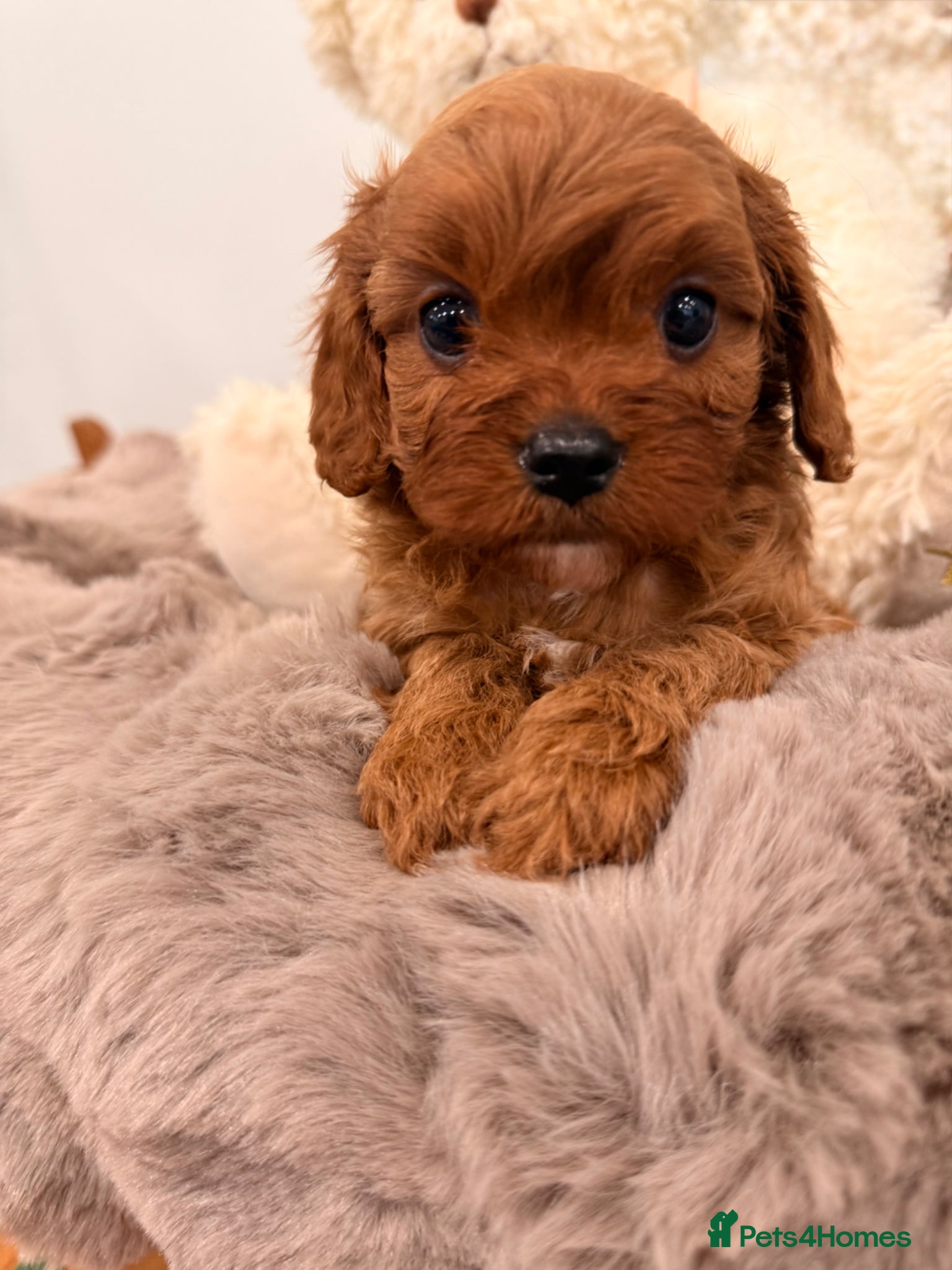 Cavapoo dogs Deep red f1 cavapoos. Full dna & health clear  - Advert 7