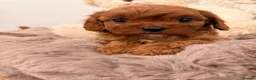 Cavapoo dogs for sale: Deep red f1 cavapoos. Full dna & health clear  - Advert 10