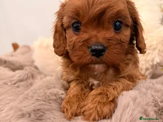 Cavapoo dogs Deep red f1 cavapoos. Full dna & health clear - Advert 1