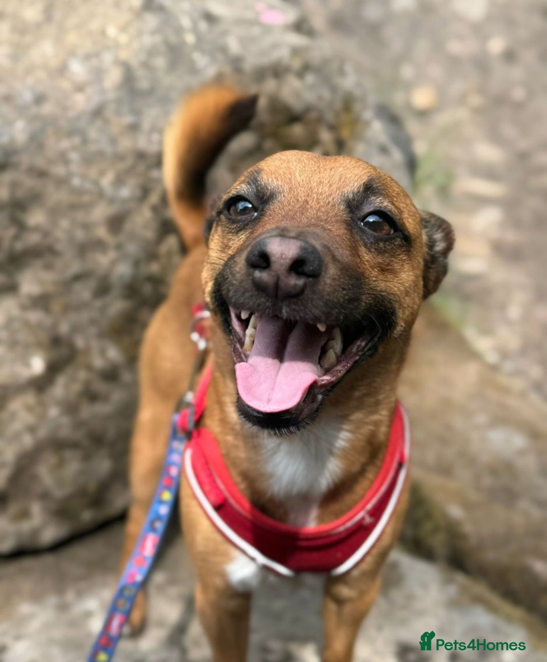 Mixed Breed dogs for sale: Miller - Advert 1