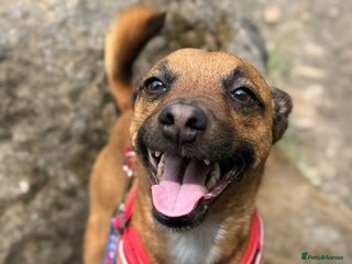 Mixed Breed dogs Miller - Advert 2