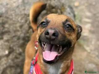 Mixed Breed dogs Miller - Advert 13