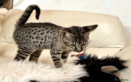 Savannah cats for sale: F9 brown & charcoal spotted savannah kittens - Image 6