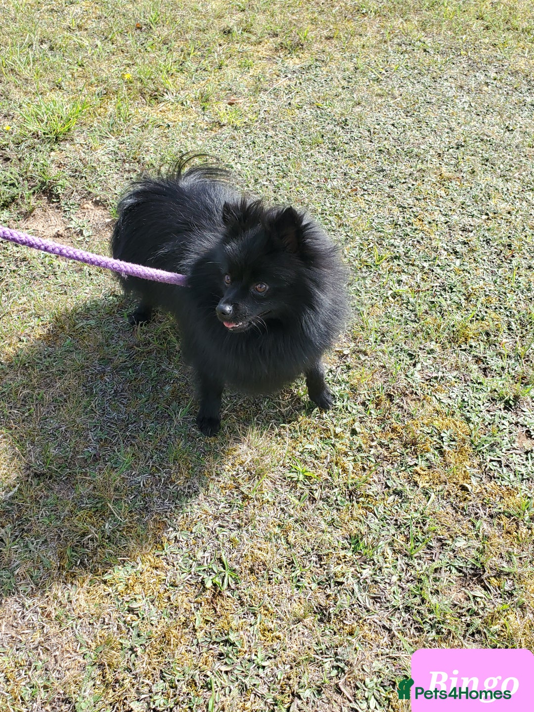 German Spitz dogs for sale: Bluey & Bingo looking for Loving Homes.  - Advert 6