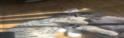Mixed Breed cats for sale: Beautiful kittens for sale  - Advert 7