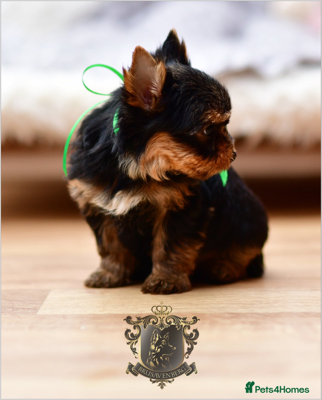 Yorkshire Terrier dogs for sale: BABY FACE DNA TESTED KC REG MINIATURE YORKIES - Image 13