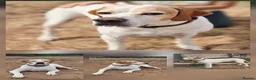 Pointer dogs for adoption: Jojo - English Pointer boy  - Advert 1