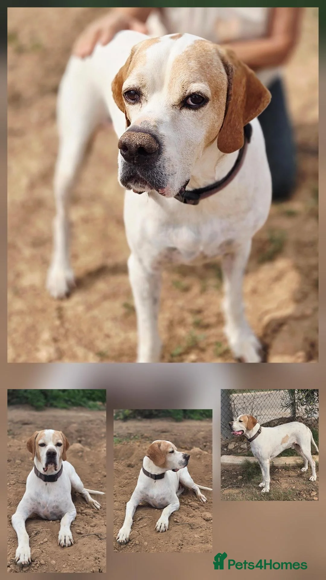 Pointer dogs for adoption: Jojo - English Pointer boy  - Advert 1