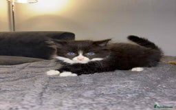 Bengal cats for sale: Four beautiful baby girl kittens  - Image 8