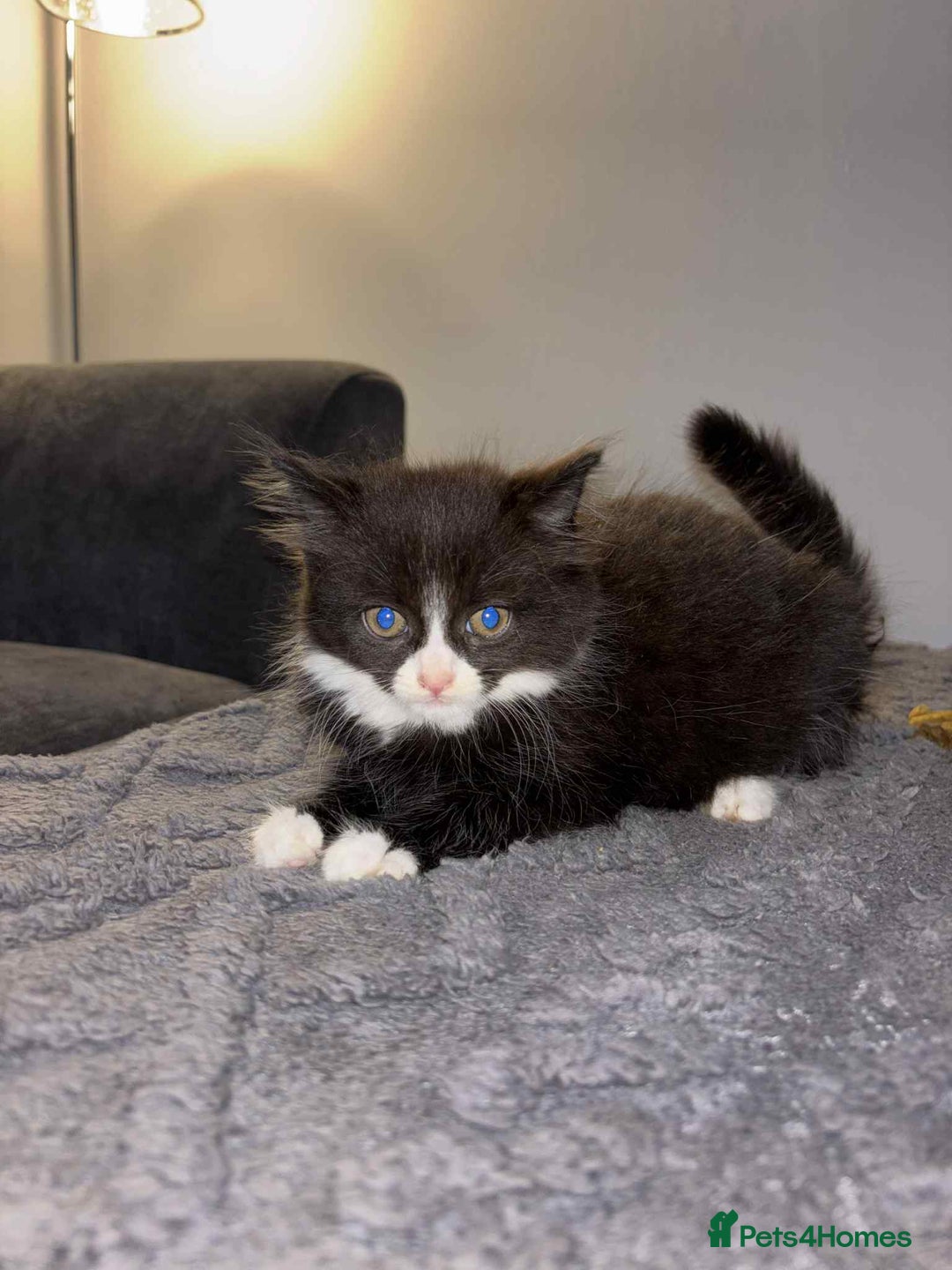 Bengal cats for sale: Four beautiful baby girl kittens  - Image 8