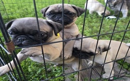 Pug dogs for sale: Male and female Pug puppies for sale - Image 1