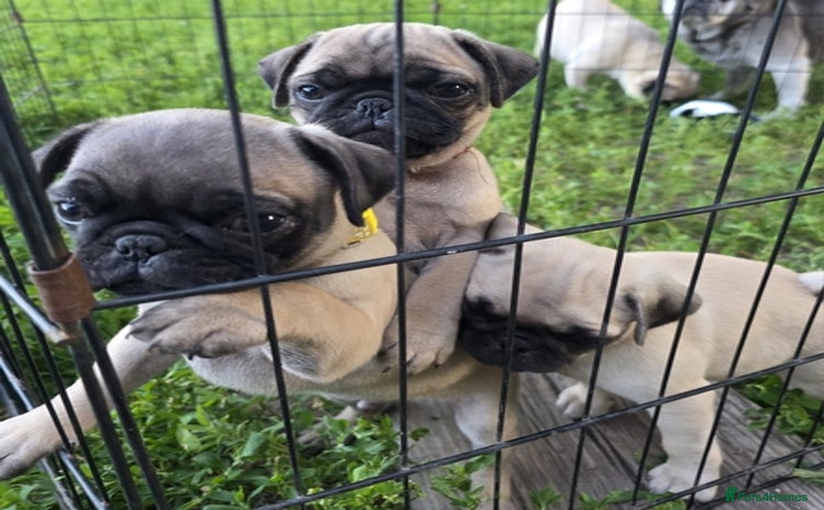 Pug dogs - Advert 1