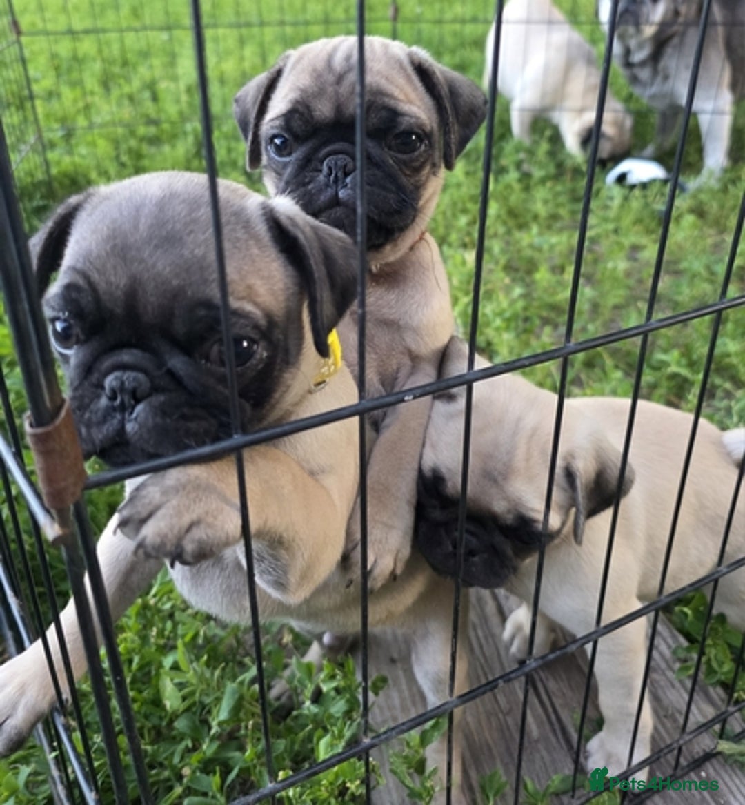 Pug dogs for sale: Male and female Pug puppies for sale - Image 1