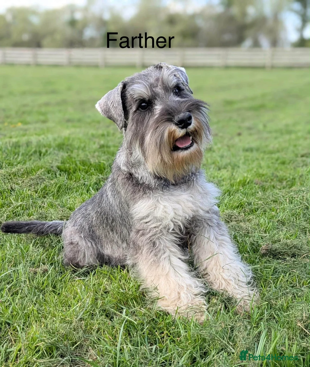 Miniature Schnauzer dogs for sale: Miniature Schnauzers KC/BVA/MAC Tested  - Advert 26