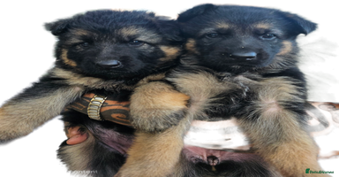 German Shepherd dogs - Advert 8