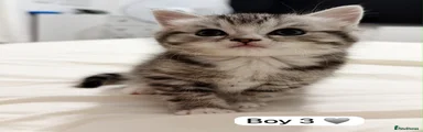 Boy 3