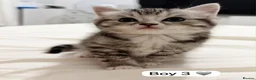 Mixed Breed cats for sale: Gorgeous British Short Hair mixed with Ragdoll in Enfield - Advert 6