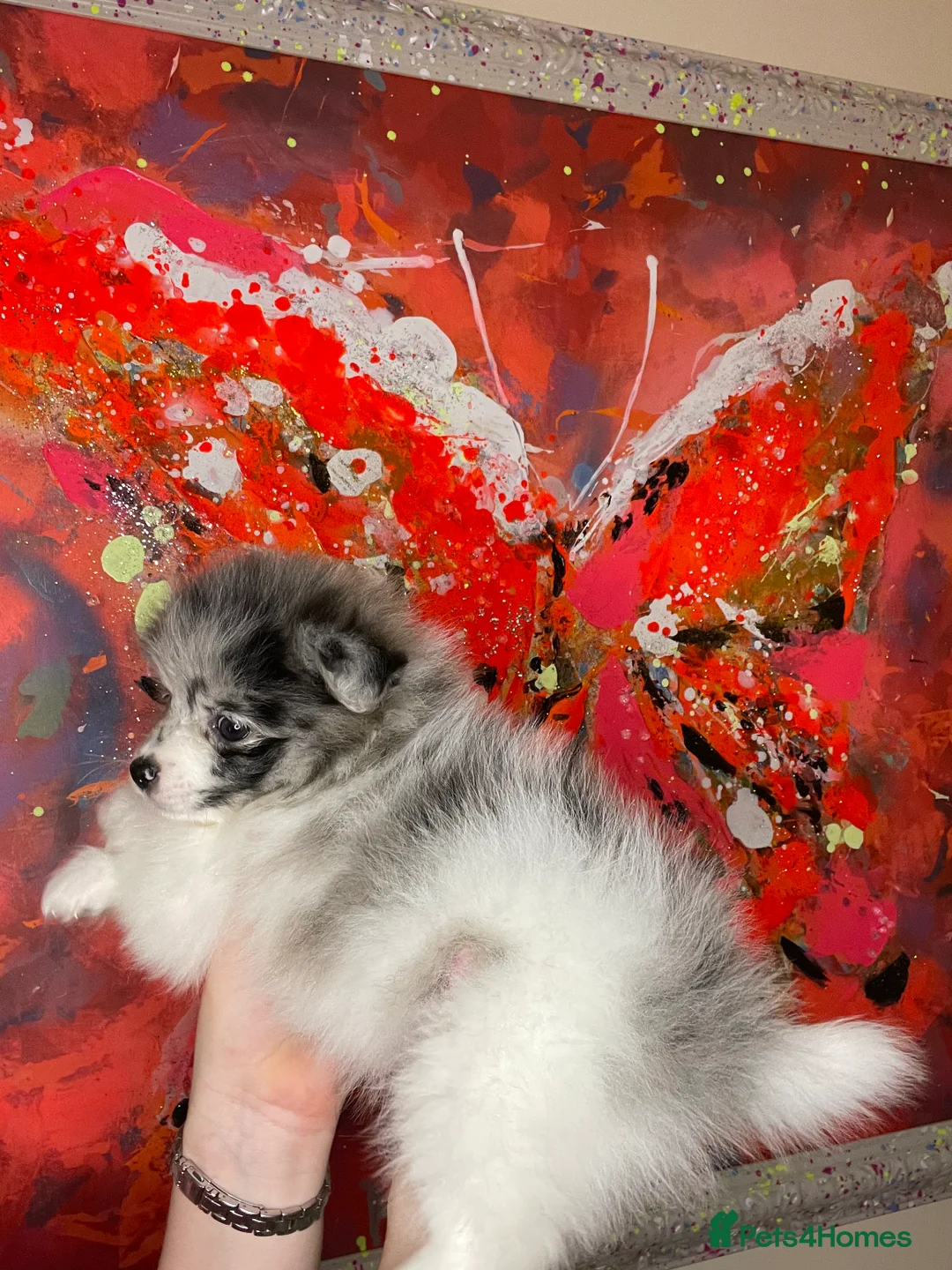 Pomeranian dogs for sale: Pomeranian puppies  - Advert 3