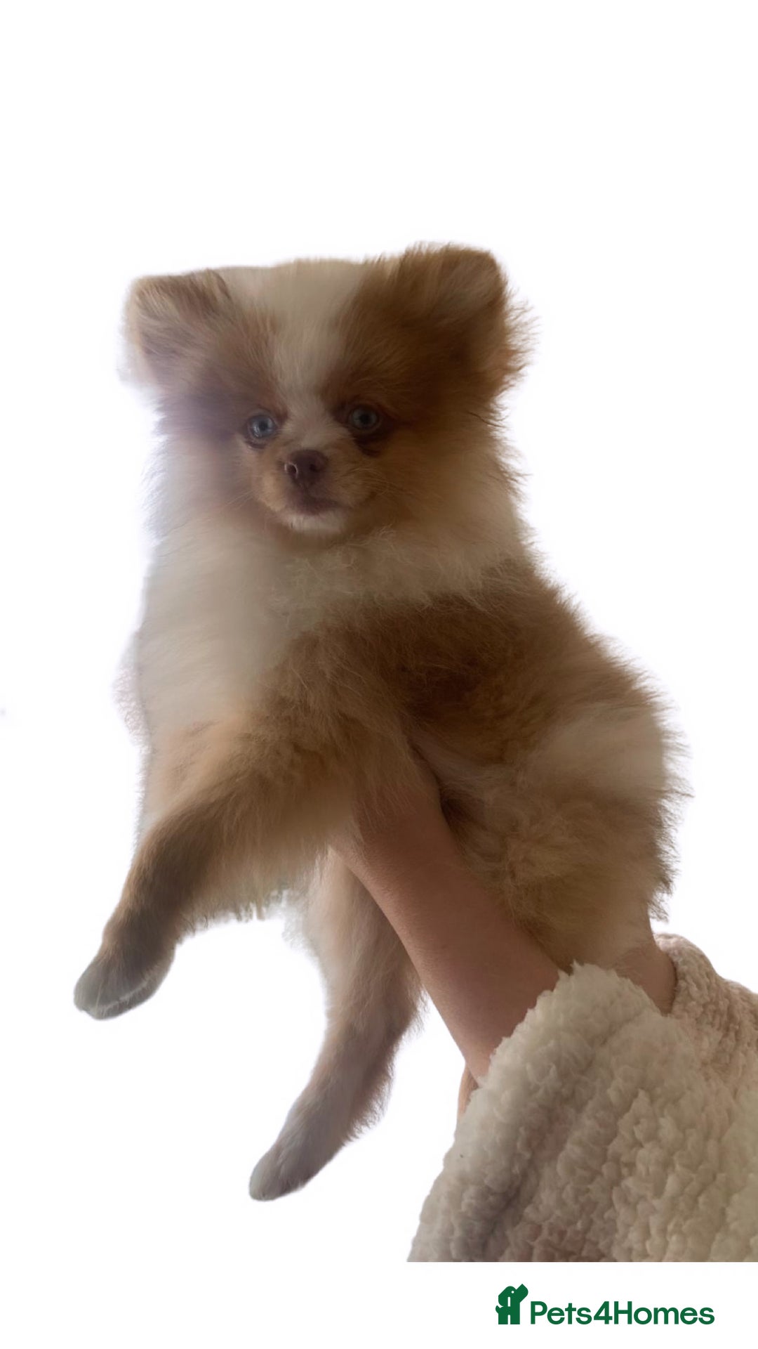 Pomeranian dogs for sale: 1 Male Pomeranian Puppy Left‼️ - Advert 4