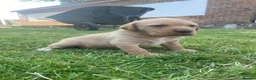 Labrador Retriever dogs for sale: Fox Red Labrador puppies with working lines in Horsham - Advert 3