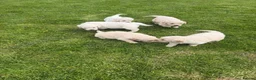 Golden Retriever dogs for sale: K C registered Golden retriever puppies  - Advert 9