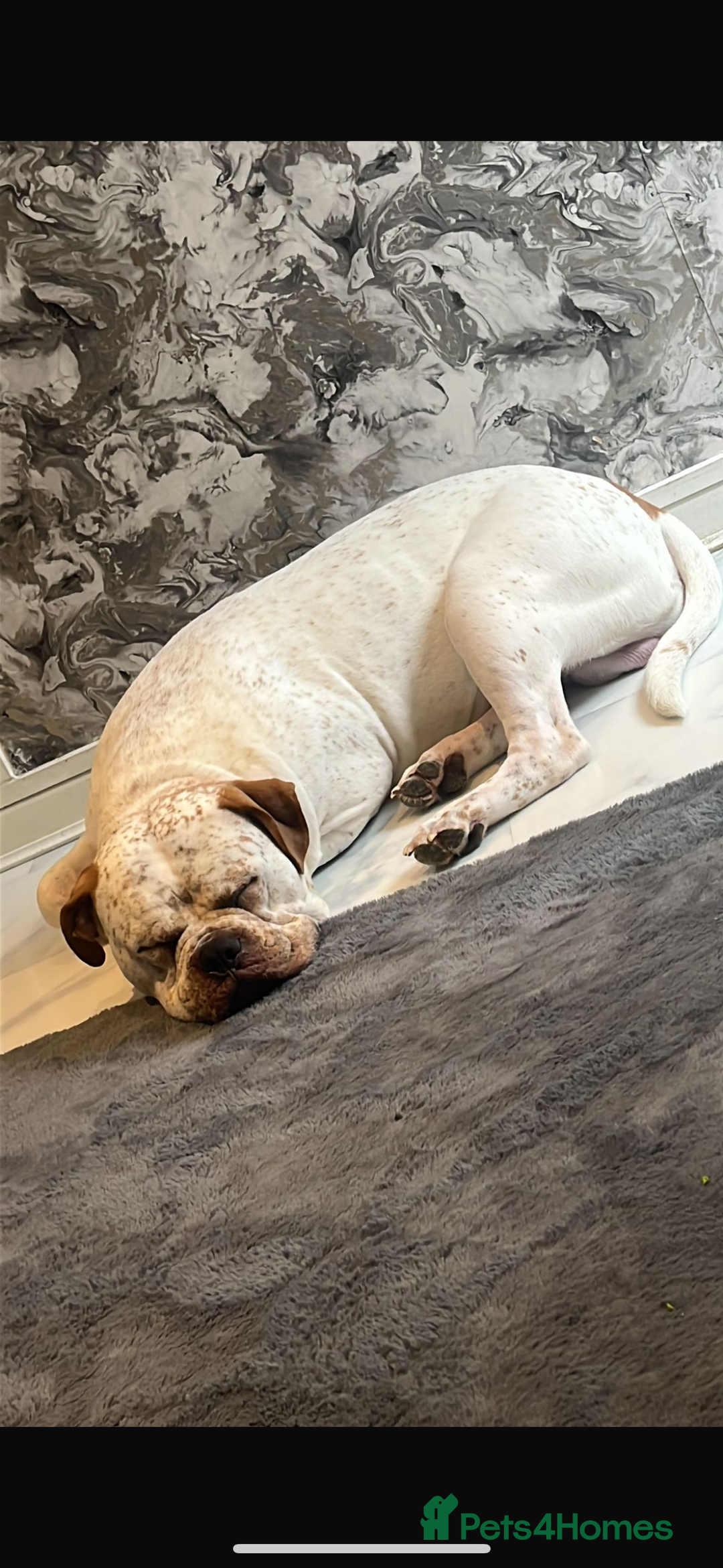 Mixed Breed dogs for sale: Boxer x bullmastiff - Image 1
