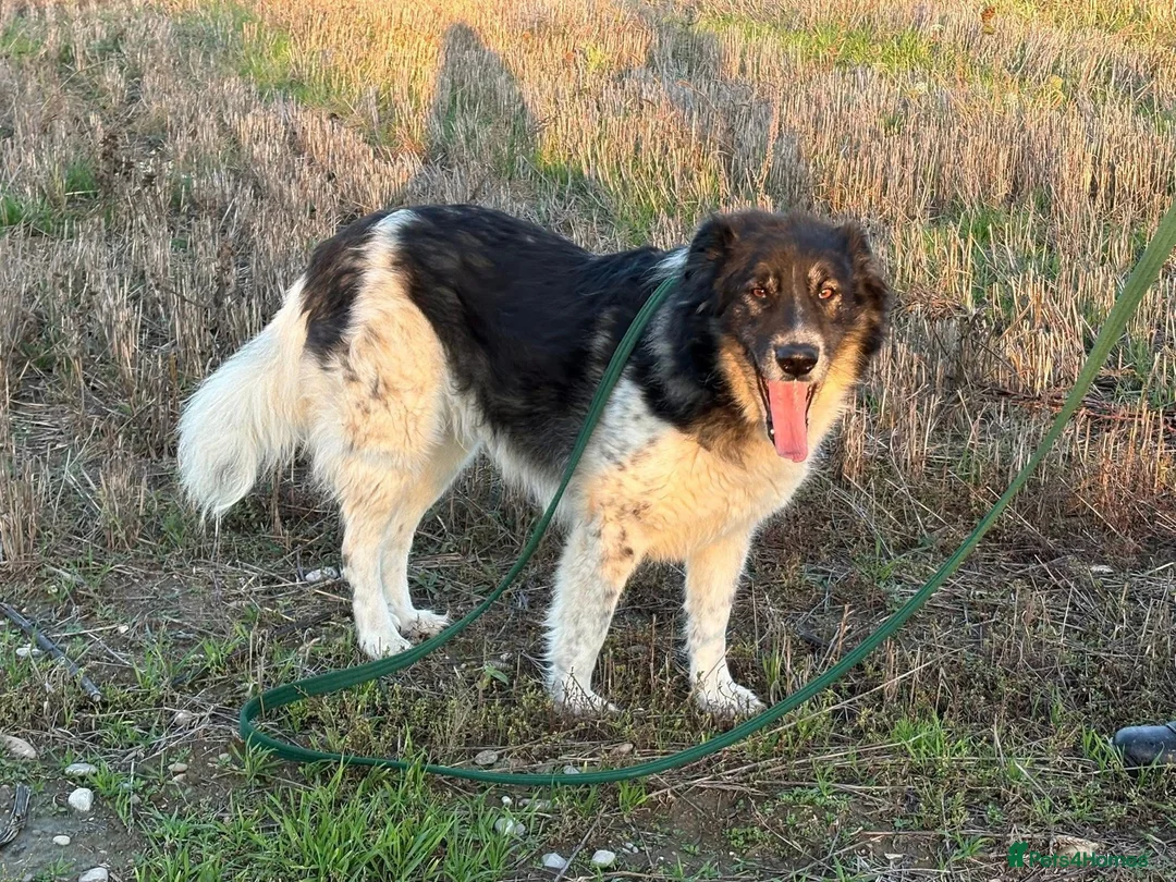 Mixed Breed dogs for adoption: Freya - Norwich Norfolk  - Advert 1