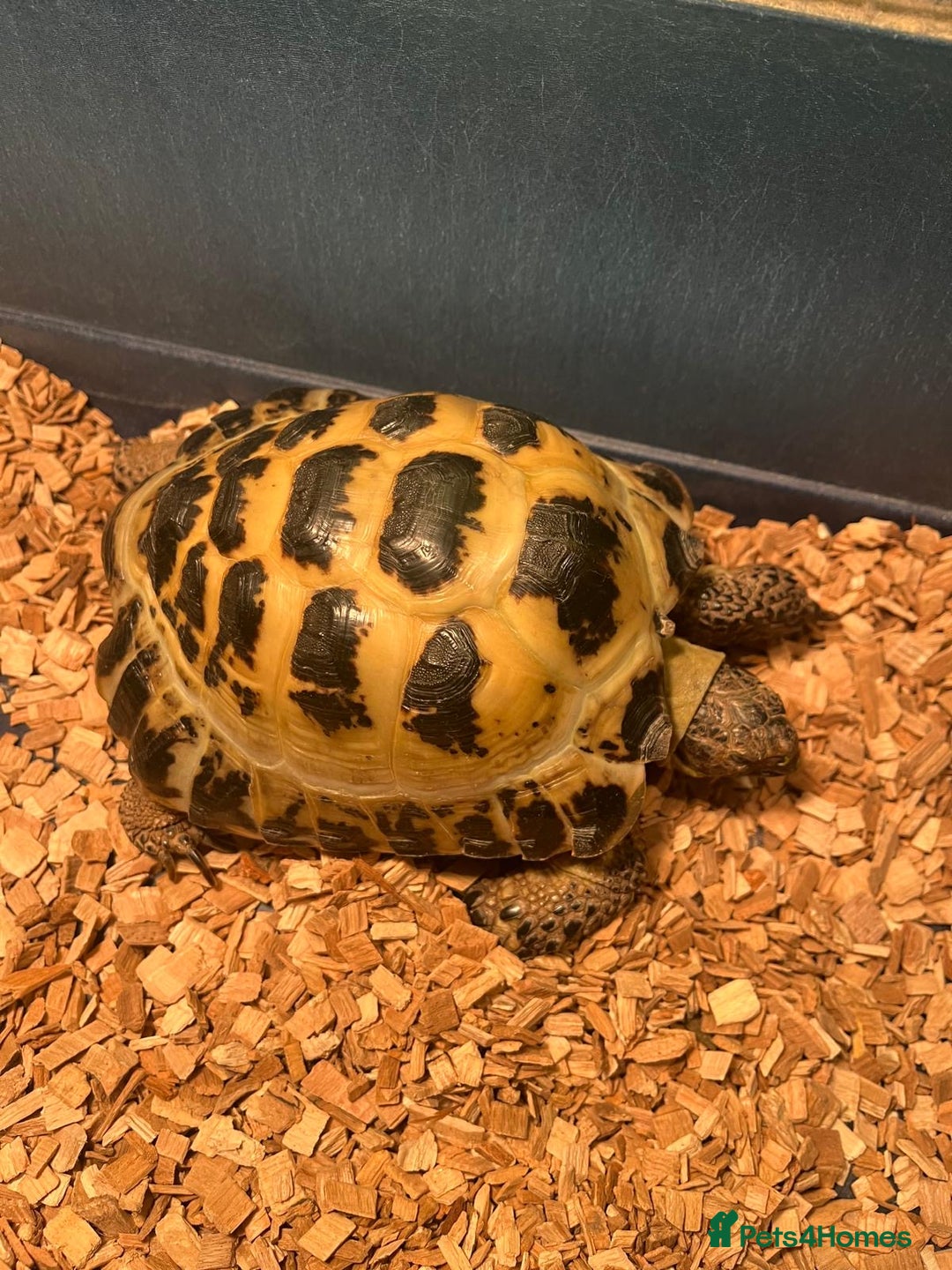 Tortoise reptiles for sale: Horsefield tortoise  - Advert 2