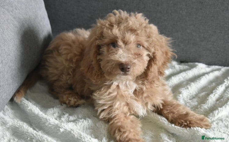 Cavapoo dogs in Rugby - Advert 15