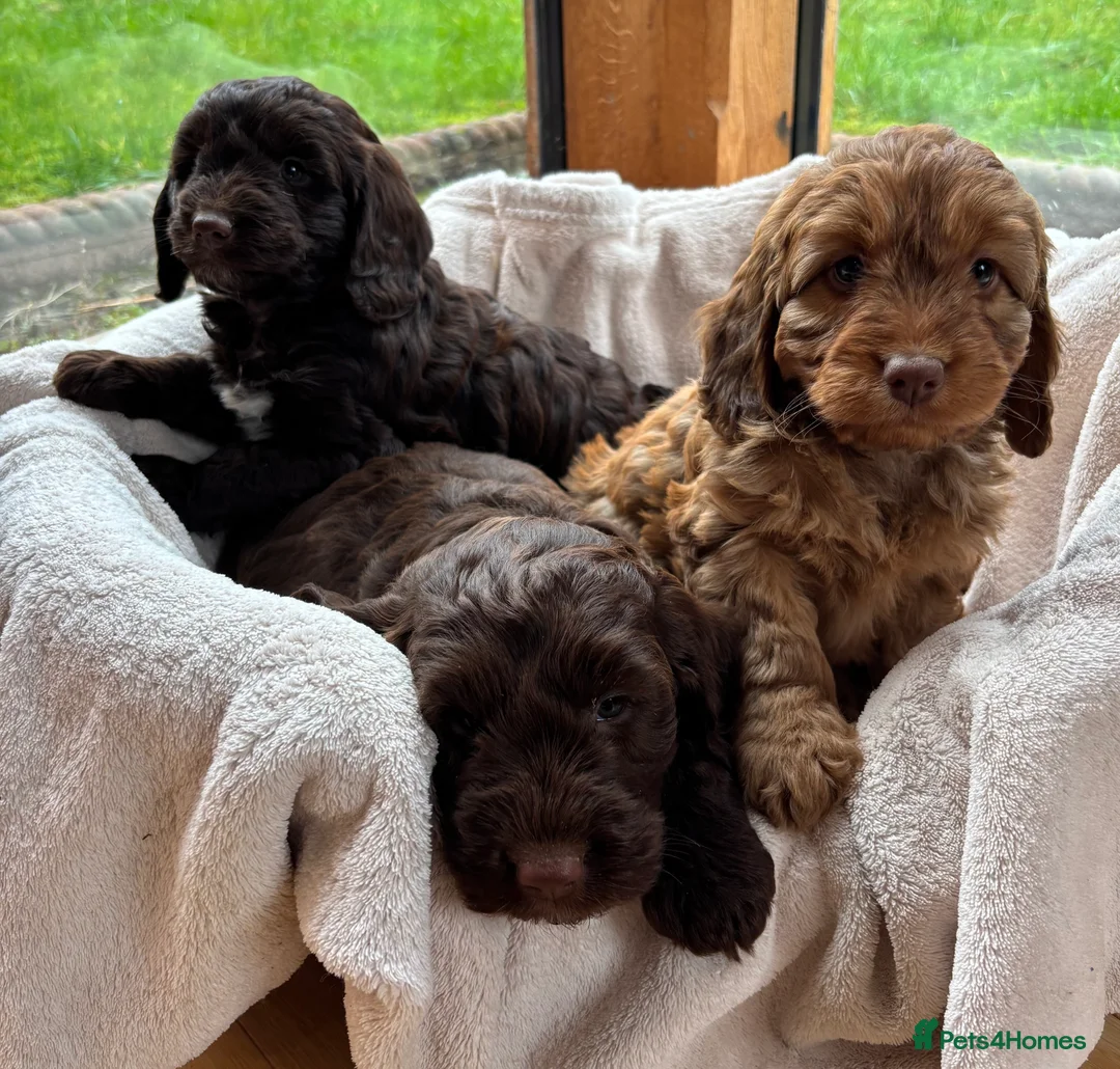 Cockapoo dogs for sale: Stunning Rare Chocolate Brown F1 Cockapoo Puppies - Advert 2