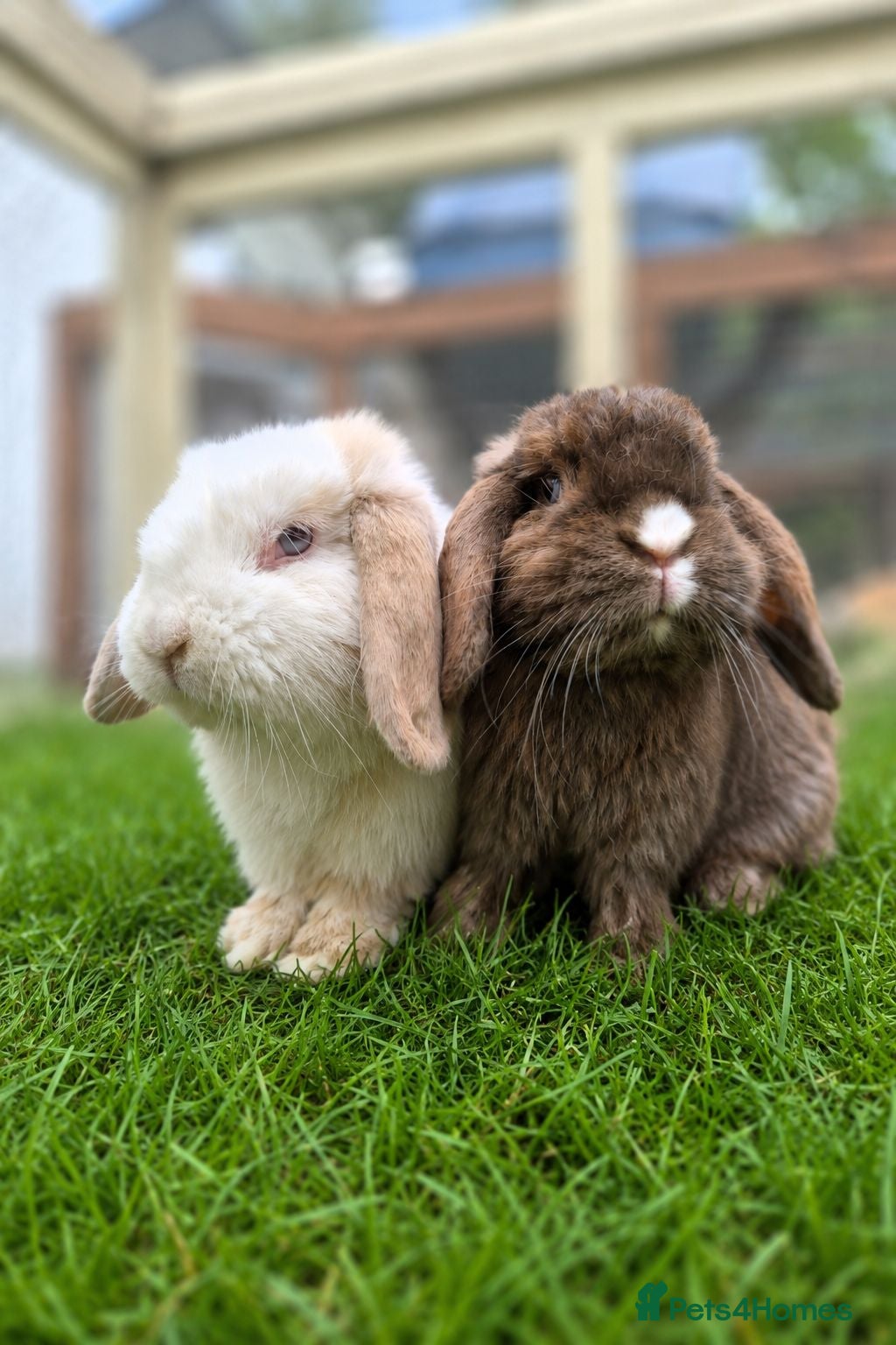 Mini Lop rabbits Alfie and Blythe, Bonded , Vaccinated and neutered - Advert 1