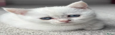 Scottish Fold Kitten 4