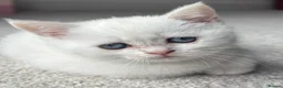 Scottish Fold cats for sale: BEAUTIFUL WHITE SCOTTISH FOLDS - Advert 2