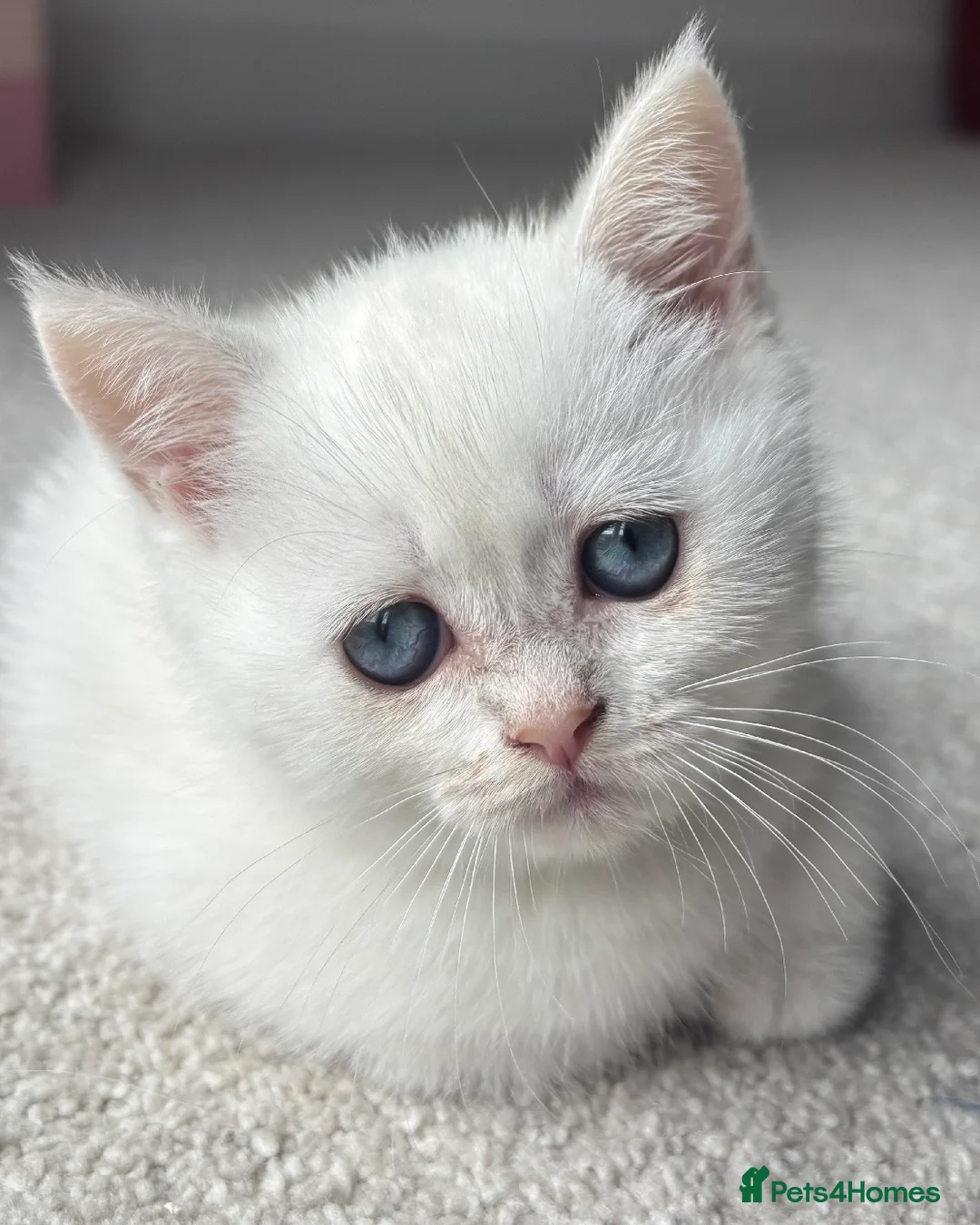 Scottish Fold cats for sale: BEAUTIFUL WHITE SCOTTISH FOLDS - Advert 2