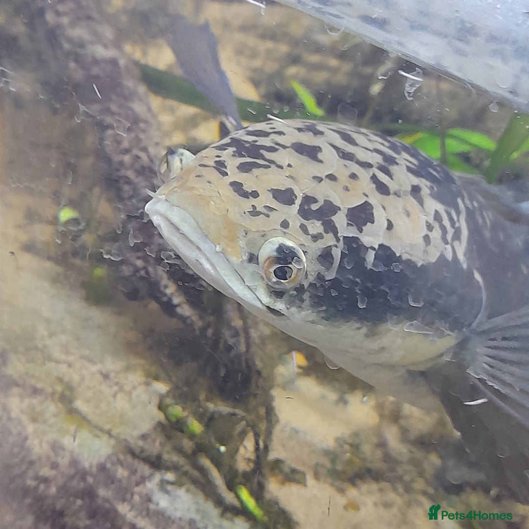 Gecko reptiles for sale: Geckos Fish Frogs full setups - Image 23