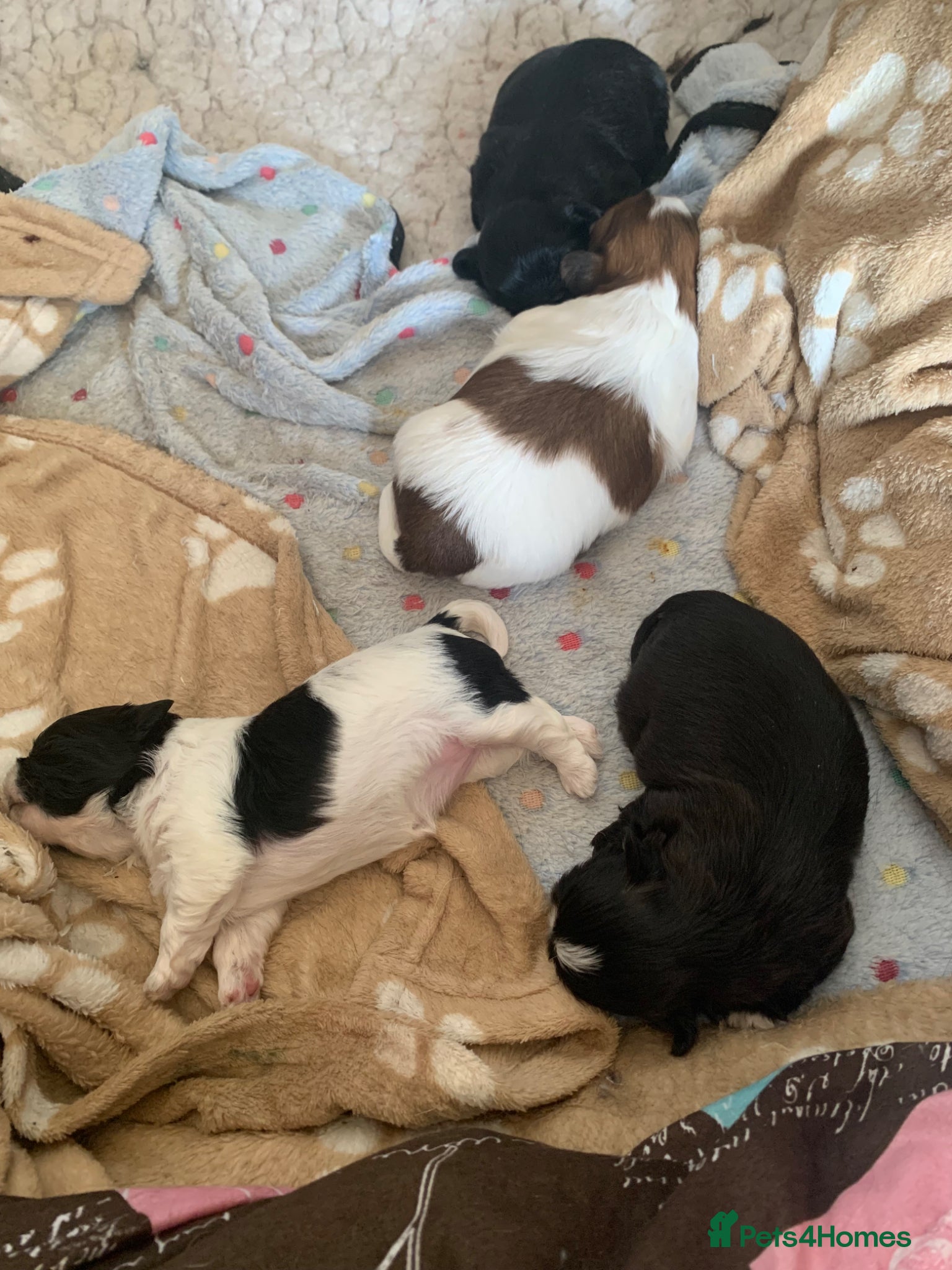 Shih Tzu dogs for sale: Shih Tzu puppies available - Advert 3