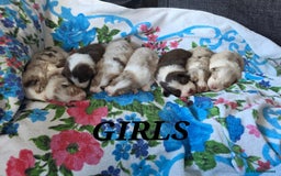 Australian Shepherd dogs for sale: Champion kc registerd pups - Image 5