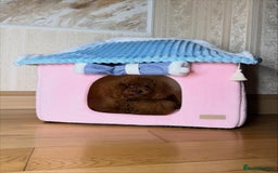 Toy Poodle dogs for sale: Asian micro poodle Boy - Image 25