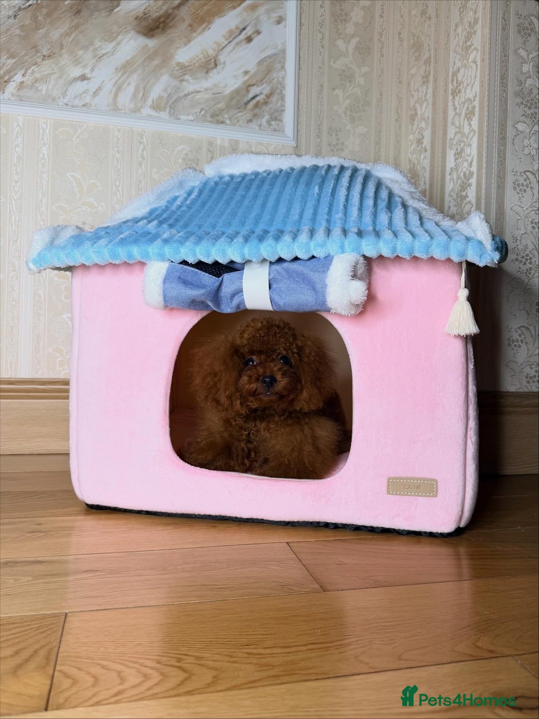 Toy Poodle dogs for sale: Asian micro poodle Boy - Image 25