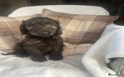 Cockapoo dogs for sale: F1 miniature gorgeous cockapoo puppies  - Image 13