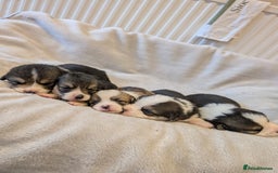 Welsh Corgi Pembroke dogs for sale: 9 Stunning Corgis  - Image 23