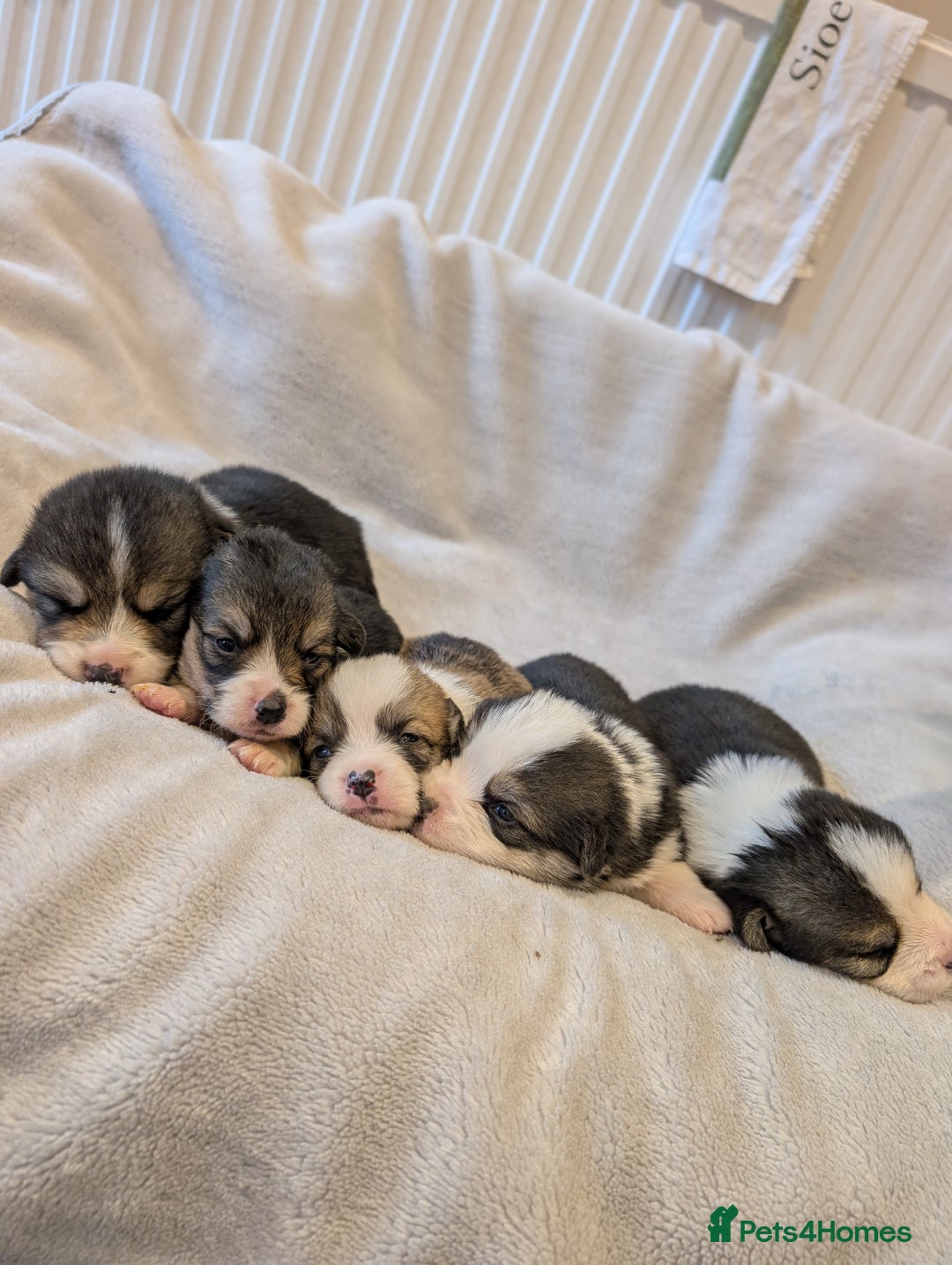 Welsh Corgi Pembroke dogs for sale: 9 Stunning Corgis  - Image 23