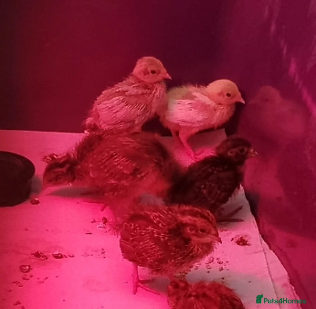 Quail poultry for sale: Quail chicks - Advert 3