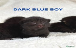 Domestic Shorthair cats for sale: 🐾✨ Gorgeous Fluffy Black Kittens – Ready 24/12 🐾 - Image 8