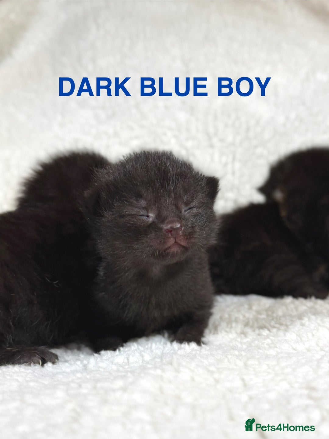 Domestic Shorthair cats for sale: 🐾✨ Gorgeous Fluffy Black Kittens – Ready 24/12 🐾 - Image 8