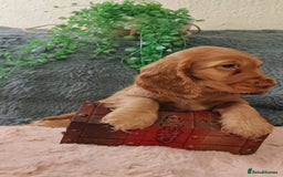 Cocker Spaniel dogs for sale: 🔥LAST TWO BOYS LEFT!🔥 KC SHOW COCKER SPANIEL  - Image 11