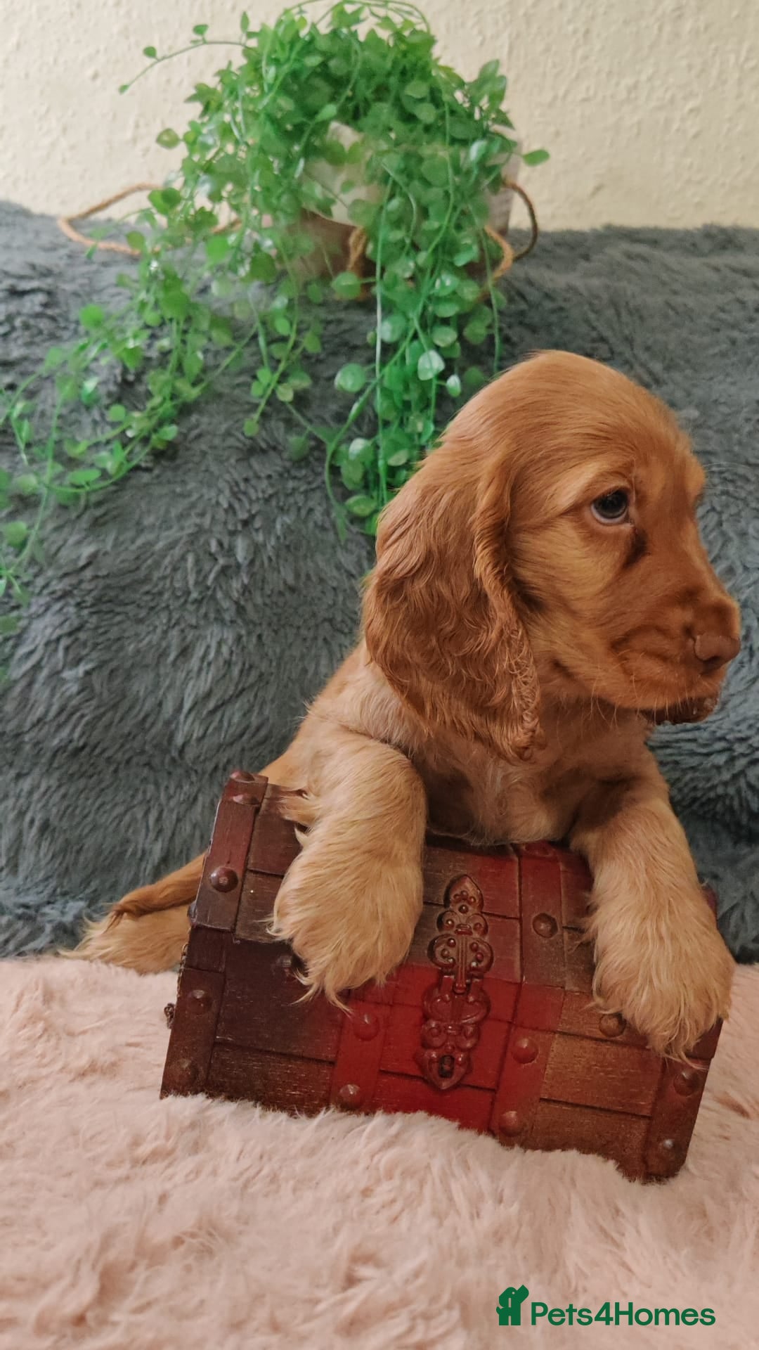 Cocker Spaniel dogs for sale: 🔥LAST TWO BOYS LEFT!🔥 KC SHOW COCKER SPANIEL  - Image 11