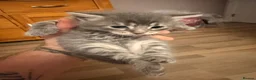Maine Coon cats for sale: Mainecoon x kittens  in Barnstaple - Advert 7